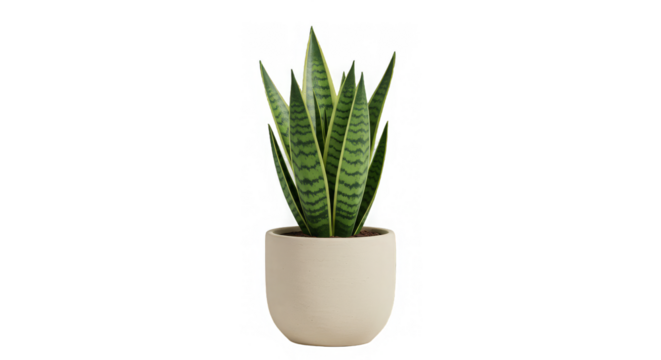 Isolated snake plant with black stripes in neutral pot against a transparent background space