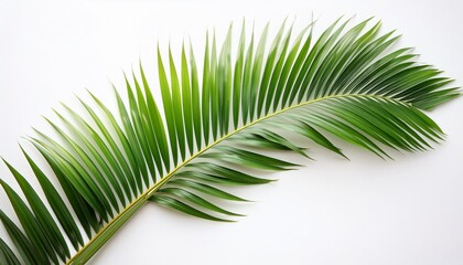 Obraz premium green leaf of palm tree on white background
