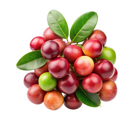 A vibrant cluster of fresh Plinia Cauliflora fruits with green leaves Transparent PNG