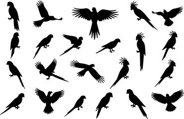 Obraz premium Parrot and Bird Silhouettes Collection