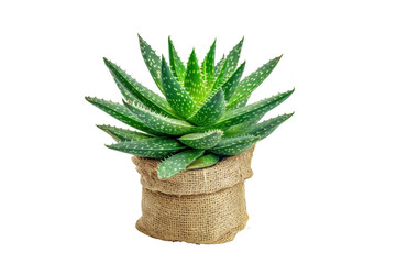 Aloe Vera Plant in Burlap Pot Succulent Houseplant Green Leaves Home Decor