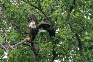 An adult bald eagle takes flight from a tree branch