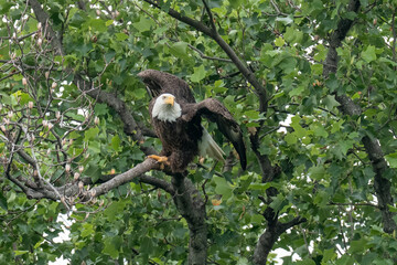 An adult bald eagle takes flight from a tree branch