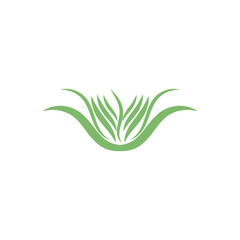 Obraz premium aloe vera green leaf logo and vector template