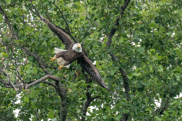 An adult bald eagle takes flight from a tree branch