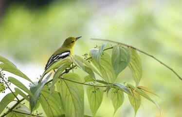 common iora (Aegithina tiphia) common iora (aegithina tiphia) on a branch in Chittagong,Bangladesh.common iora bird found across the tropical india and south east asia.