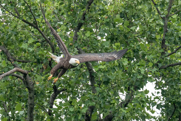 An adult bald eagle takes flight from a tree branch