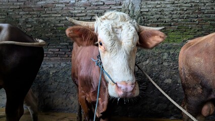 Close-up of a Brown and White Cow with Rope Halter in a Barn