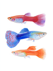 set of guppy fish on white background.