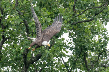 An adult bald eagle takes flight from a tree branch with green background