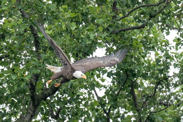 An adult bald eagle with wings spread takes off from a tree branch