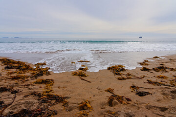 Piles of seaweed washed up on Hot Water Beach, Waikato.
