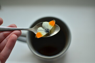 A butterfly on a spoon over a cup of coffee. The butterfly flew to the coffee.