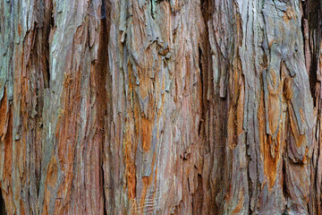 Obraz premium Rough fibrous bark of a Coastal Redwood tree.