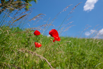 poppy, field, flower, red, summer, nature, flowers, meadow, spring, poppies, plant, bloom, beauty,...