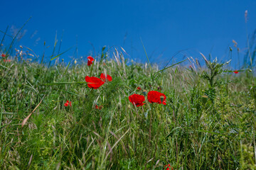poppy, field, flower, red, summer, nature, flowers, meadow, spring, poppies, plant, bloom, beauty,...