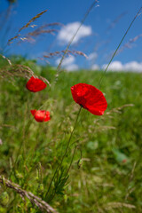 Fototapeta premium poppy, field, flower, red, summer, nature, flowers, meadow, spring, poppies, plant, bloom, beauty, grass, garden, blossom, sky, rural, sun, color, beautiful, flora, wild, landscape, season, red, summe