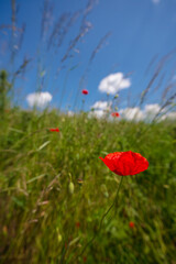 poppy, field, flower, red, summer, nature, flowers, meadow, spring, poppies, plant, bloom, beauty, grass, garden, blossom, sky, rural, sun, color, beautiful, flora, wild, landscape, season, red, summe