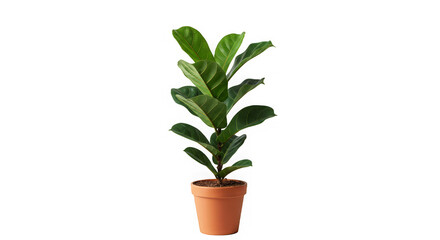 A vibrant fiddle leaf fig stands gracefully in a terracotta pot against a dark background.