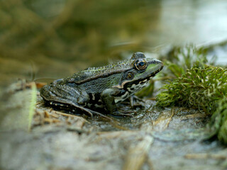 Green water frog or edible frog in its habitat