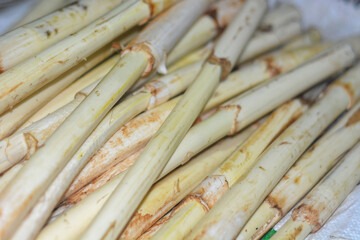 Young rattan plants whose tubers are taken to make food