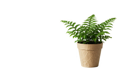 Fototapeta premium A vibrant green fern flourishes in a rustic paper pot against a clean, minimalist black background.