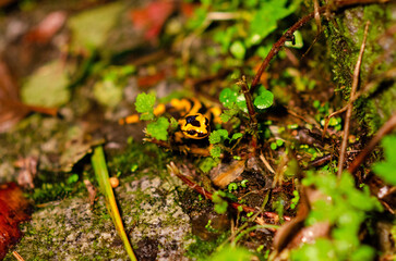 A striking fire salamander with vivid yellow and black markings is camouflaged among lush green leaves and forest floor. Perfect for nature, wildlife, and forest ecosystem themes.