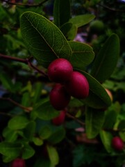 Red fruit on tree