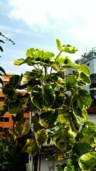green tree with yellow leaves