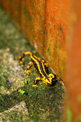 A vivid fire salamander crawls along a damp, mossy stone wall with orange tones, showcasing vibrant yellow and black coloration and an outdoor wildlife setting.