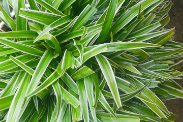 A rustic wooden shelf adorned with green glassware, a green watering can, and a lush plant against a softly lit background wall, evoking a sense of serenity.