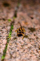 Close-up view of a fire salamander walking on a damp stone path in the wild. The bright amphibian contrasts sharply with the natural pavement background.