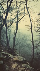 Obraz premium A misty forest path lined with tall trees, creating a serene and mysterious atmosphere in nature's embrace.