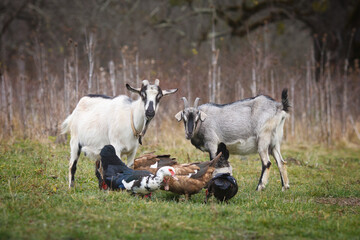 Goats and ducks