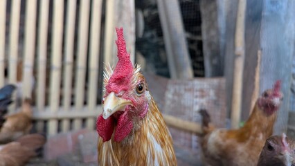 Close-up Portrait of a Rooster in a Rural Farm Setting with other Chickens