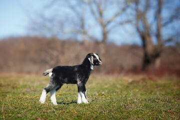 Baby goat