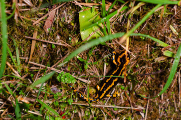 A vibrant fire salamander with striking yellow stripes crawls over moss and grass in a shady forest habitat. Perfect image for nature and wildlife projects.