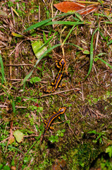 Two vibrant fire salamanders crawl across a lush, mossy ground in their natural forest habitat,...