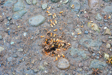 Small Worker Termites,Close-up of ants