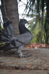 Obraz premium A striking black and grey fantail pigeon with feathered feet and a broad tail stands gracefully on a concrete surface. It's an elegant domestic bird seen in a natural outdoor setting
