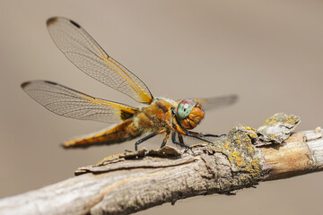 Sympétrum Sanguin (Sympetrum sanguineum) red dragonfly