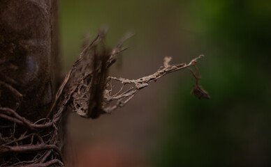 Obraz premium A close-up reveals intricate dried organic matter, possibly a broken branch or root fragment, clinging to a dark tree trunk with a blurred natural background, highlighting raw texture.