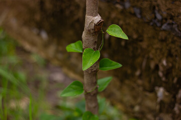 Fresh green leaves sprout symmetrically from a slender young plant stem, beautifully highlighted by natural light against a soft, blurred earthy background, symbolizing new growth.

