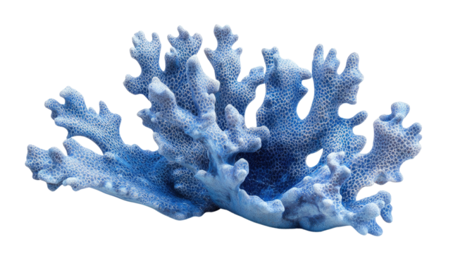 Blue coral on white background png
