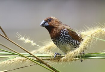 Spotted Munia, Nutmeg Mannikin, or Spice Finch
