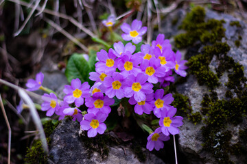 Cluster of purple primrose flowers blooming among mossy mountain rocks

