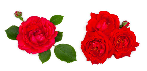 Red roses isolated on a white background