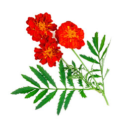 Tagetes, Marigold flowers isolated on a white background