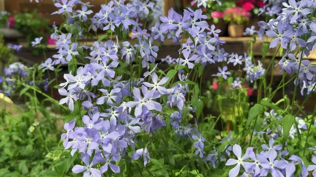 Natural background with blue creeping phlox flowers swaying in the wind in a garden near a pond.