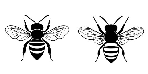 Vector illustration of two black bees with detailed wings and stripes, suitable for graphic design and educational purposes